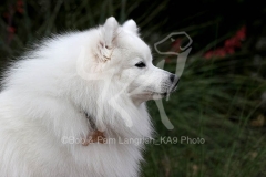 Spitz - Japanese