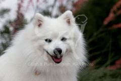 Spitz - Japanese