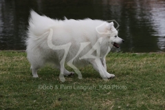 Spitz - Japanese