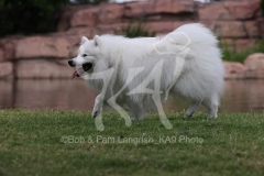 Spitz - Japanese