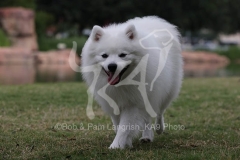 Spitz - Japanese