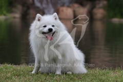Spitz - Japanese