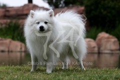 Spitz - Japanese