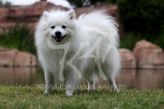 Spitz - Japanese