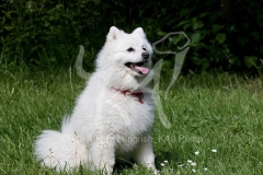 Spitz - Japanese