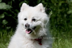Spitz - Japanese