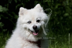 Spitz - Japanese