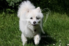 Spitz - Japanese