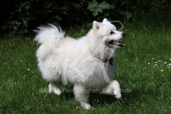 Spitz - Japanese