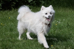 Spitz - Japanese