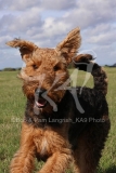 Terrier - Airedale