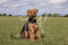 Terrier - Airedale
