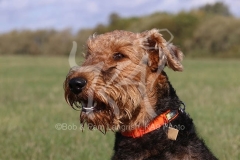 Terrier - Airedale
