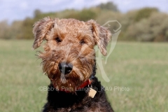 Terrier - Airedale