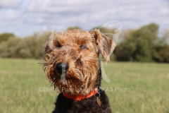 Terrier - Airedale