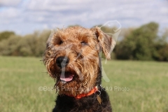 Terrier - Airedale