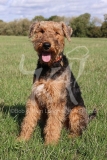 Terrier - Airedale