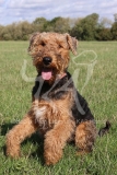 Terrier - Airedale