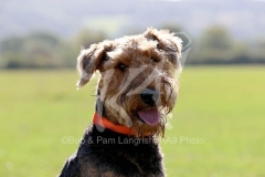 Terrier - Airedale