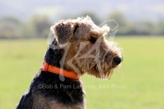 Terrier - Airedale