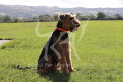 Terrier - Airedale