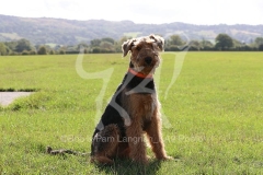 Terrier - Airedale