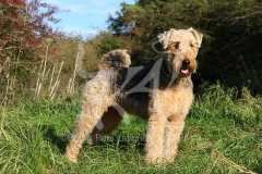 Terrier - Airedale
