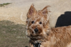 Terrier - Australian