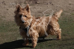 Terrier - Australian