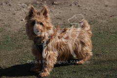 Terrier - Australian