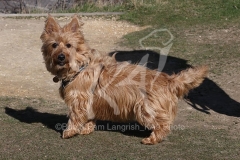 Terrier - Australian