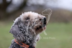 Terrier - Bedlington