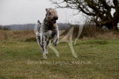 Terrier - Bedlington