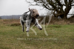 Terrier - Bedlington