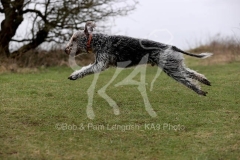 Terrier - Bedlington