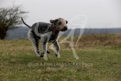 Terrier - Bedlington
