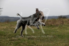 Terrier - Bedlington