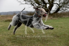 Terrier - Bedlington