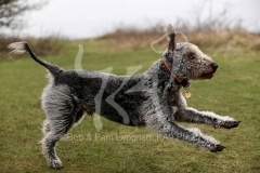 Terrier - Bedlington