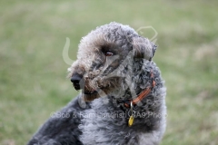 Terrier - Bedlington