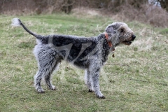 Terrier - Bedlington