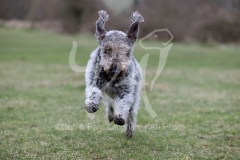 Terrier - Bedlington