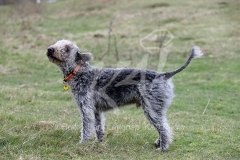 Terrier - Bedlington