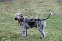 Terrier - Bedlington