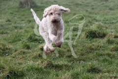 Terrier - Bedlington