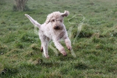 Terrier - Bedlington