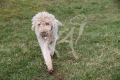 Terrier - Bedlington