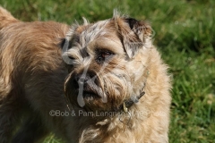 Terrier - Border