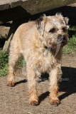 Terrier - Border