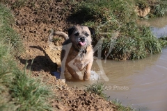 Terrier - Border